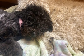 Goldendoodle