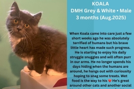 Domestic Medium Hair