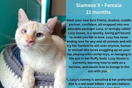 Siamese