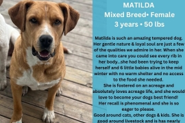 Mixed Breed