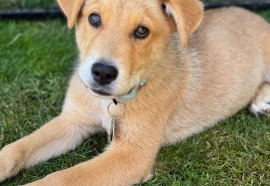 Labrador Retriever