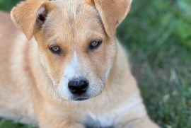Labrador Retriever