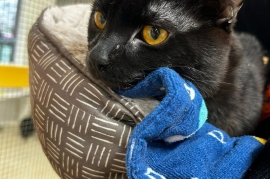 Domestic Short Hair