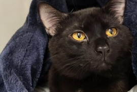 Domestic Short Hair