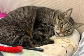 Domestic Short Hair
