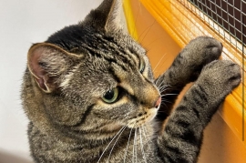 Domestic Short Hair