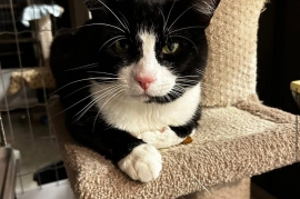 Tuxedo