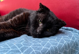 Domestic Short Hair