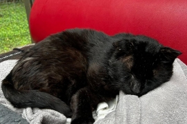 Domestic Short Hair