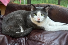 Tabby