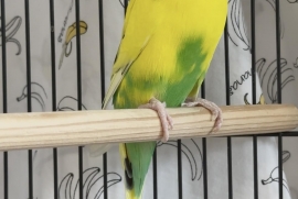 Parakeet (Other)