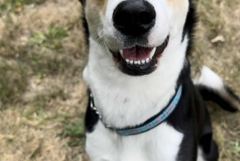 Husky
