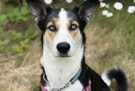 Husky