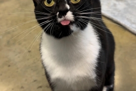 Domestic Short Hair