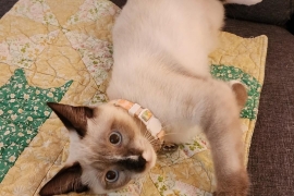 Siamese