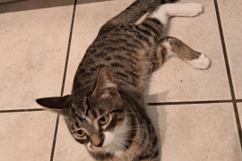 Tabby
