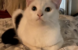 Domestic Short Hair