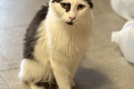 Domestic Long Hair