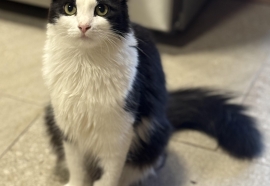 Tuxedo