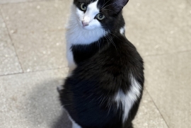 Tuxedo