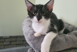 Domestic Short Hair