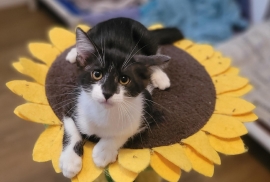 Domestic Short Hair