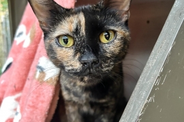 Tortoiseshell