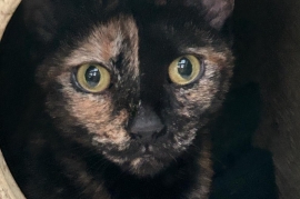 Tortoiseshell