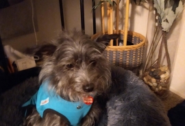 Terrier