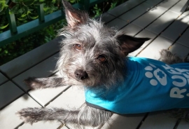Terrier