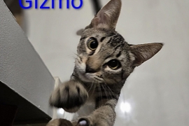 Domestic Short Hair