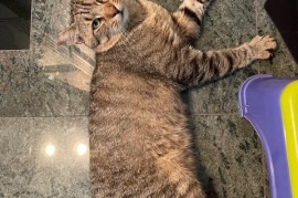Domestic Short Hair