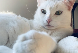 Domestic Short Hair