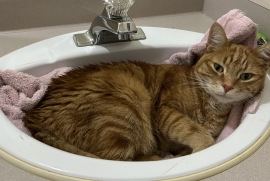 Domestic Short Hair