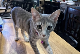 Domestic Short Hair