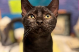Domestic Short Hair