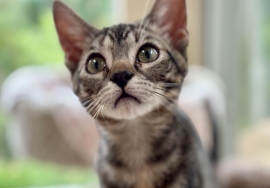 Domestic Short Hair