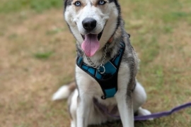 Husky