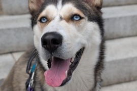Husky