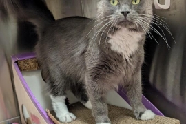 Domestic Medium Hair