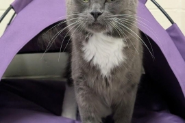 Domestic Medium Hair