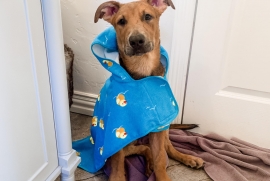 Pit Bull Terrier