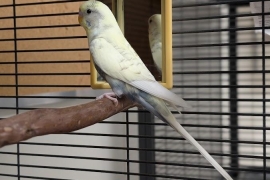 Parakeet (Other)