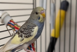 Parakeet (Other)