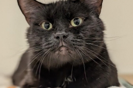Domestic Short Hair
