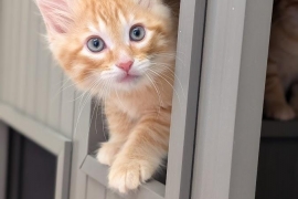 Domestic Medium Hair