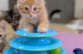 Domestic Medium Hair