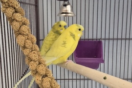Parakeet (Other)