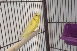 Parakeet (Other)
