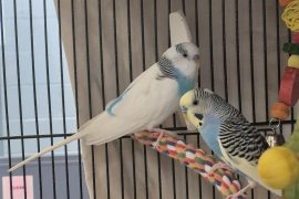 Parakeet (Other)